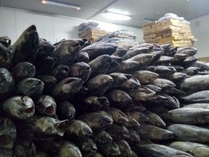 Cold Storage Jakarta PT. Enerviro Rinata Adi - Ruang Penyimpanan , Freezer , Pendingin (5)